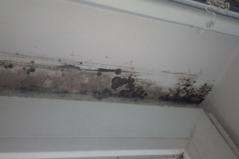 Indoor mold growth on a wall surface